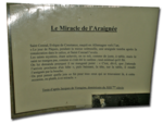Miracle_araignee
