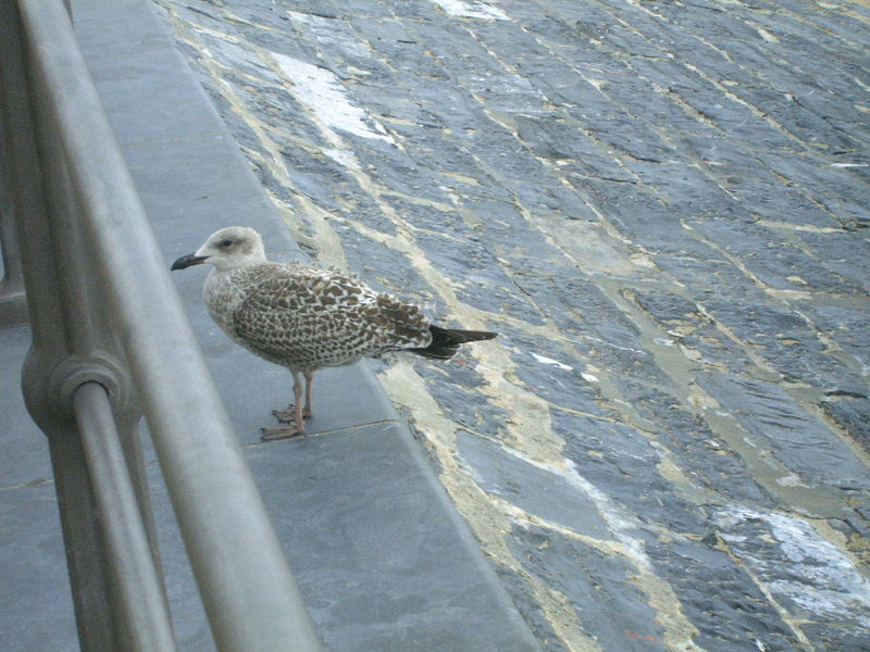 Bebe Mouette Zoetrucs