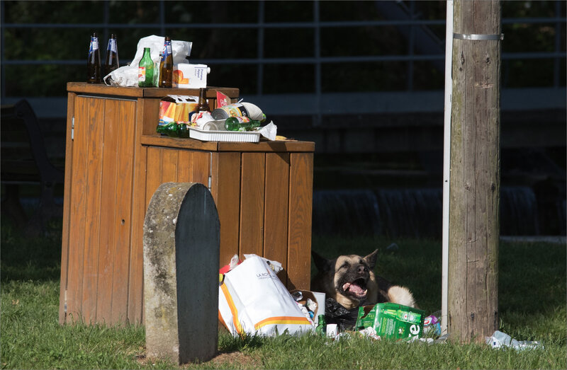 ville chien poubelle 1 matin 210518