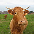Une vache espagnole, Jaizkibel (Espagne)