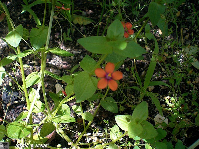 Une adventice annuelle aux petites fleurs rouge-orangé - Le JardinOscope,  toute la flore et la faune de nos parcs et jardins