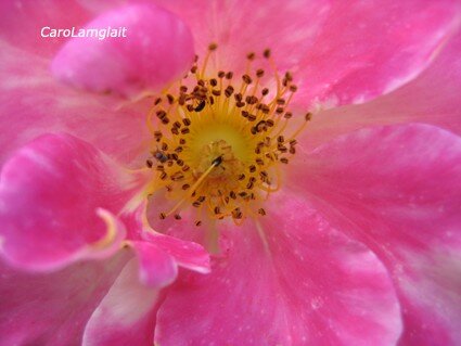 étamine Et Pistil Rose Sauvage 5 Photo De Fleurs Carol