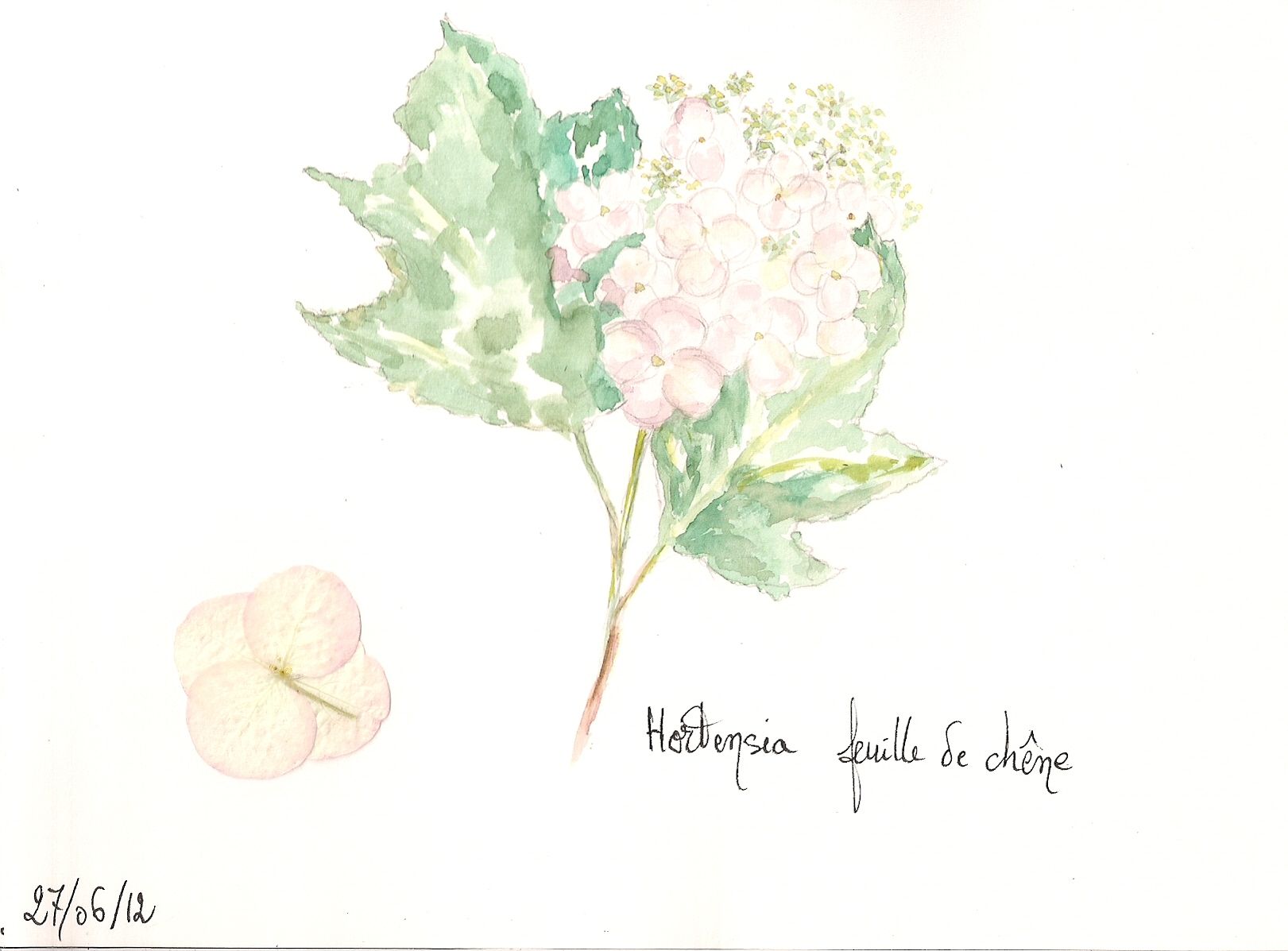 Hortensia feuille de chêne