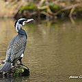 cormoran