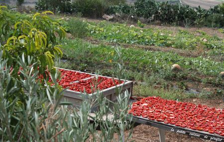 tomates_s_cher_a_metre__mieux_2