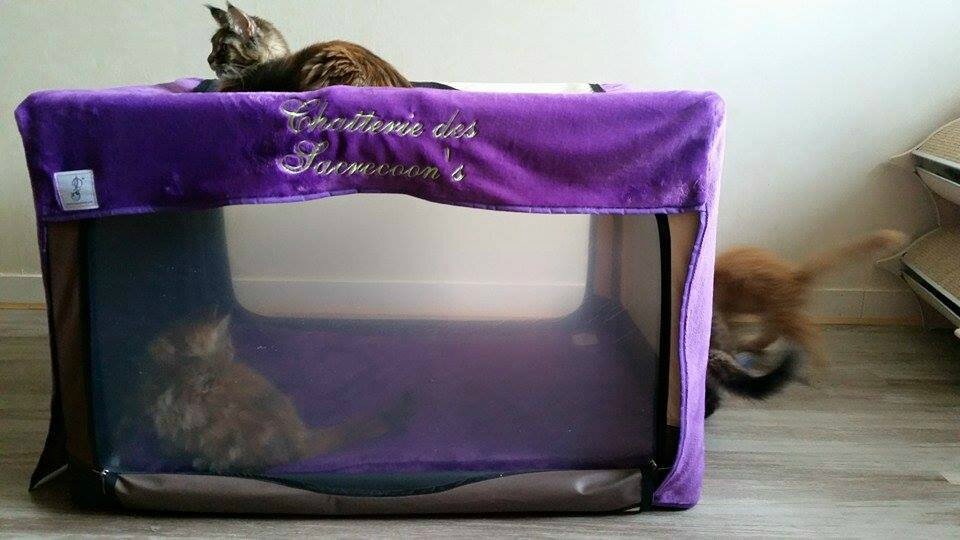 Cage D Exposition Pour Chat DOUCE FELINE - Abyssins d'Abystyle