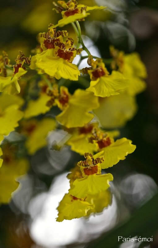 orchidées 4598nA