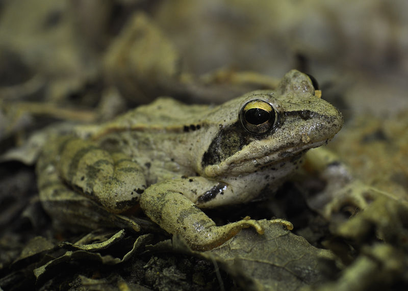 _DSC0031Grenouille_des_bois