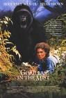 gorillas_in_the_mist