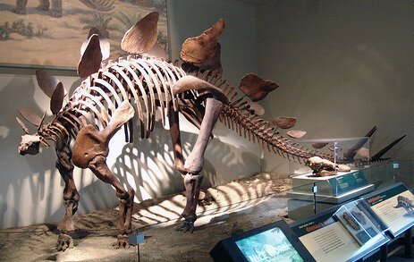 Stegosaurus_at_the_Field_Museum