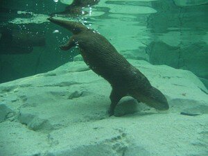 Loutre_11