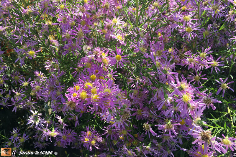 Aster-Pink-Star