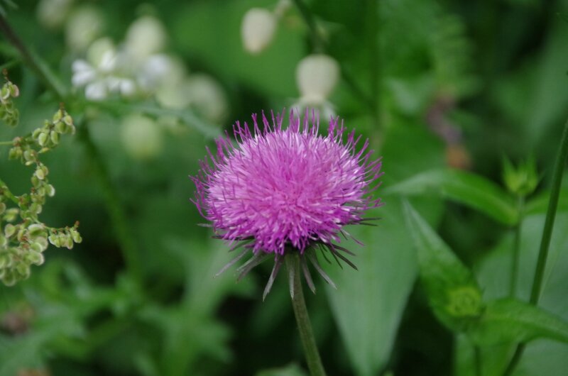 IMGP9568