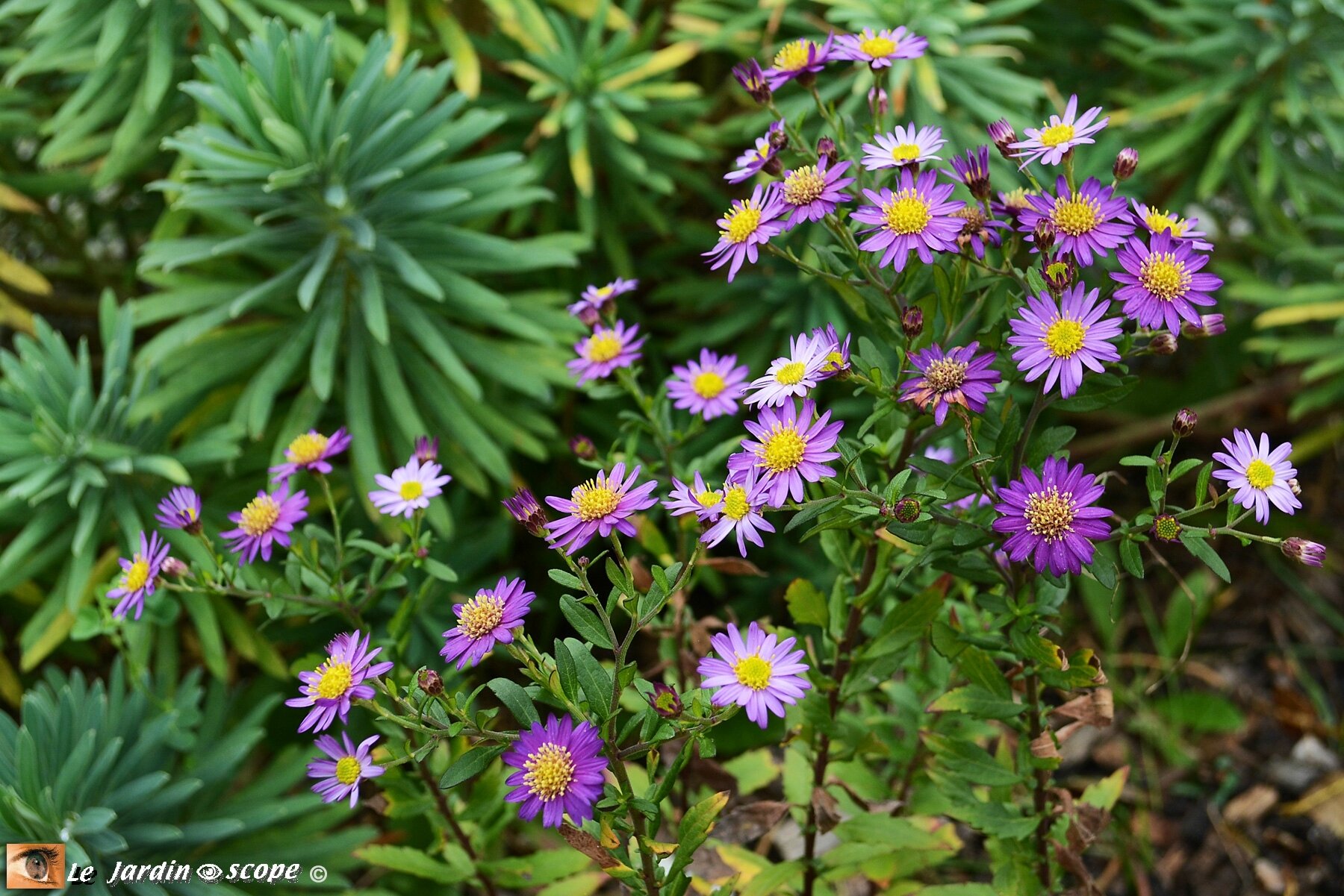 Plein de petites marguerites violettes tardives... - Le JardinOscope, toute  la flore et la faune de nos parcs et jardins