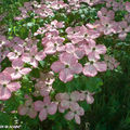 Cornus kousa: un arbuste beau en toutes saisons…!