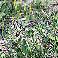 Machaon - Papilio machaon (12)