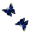 papillon_037bis