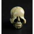 Netsuké en ivoire figurant un crâne humain & crâne par os séparés dans sa boîte d'origine xixe siècle