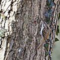 Grimpereau des bois - Certhia familiaris (2)