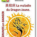 🍋黃龍病 la maladie du dragon jaune.par paysagiste bayonne.