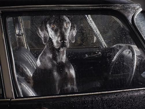 photochienabandon (3)
